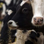FDA Bans Antibiotics in Livestock