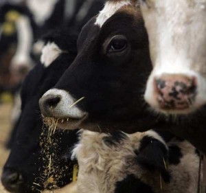 FDA Bans Antibiotics in Livestock